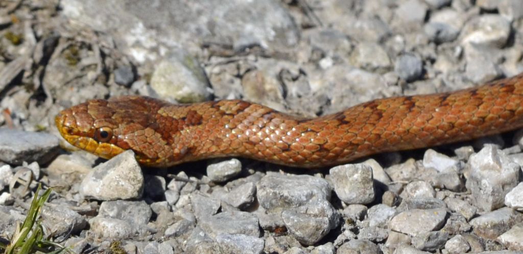 Coronella austriaca